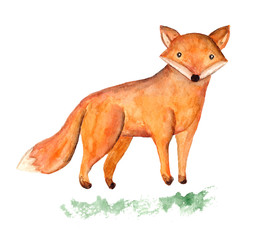 Cute watercolor orange fox on green grass illustration. Funny hand drawn watercolour foxy for card and print design, wallpaper decor, textile, stickers