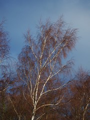Fototapeta na wymiar Silver birch tree with bare branches in winter with a blue sky