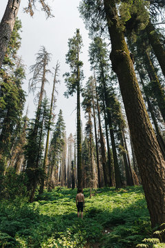 Wild man in Sequoia Forest