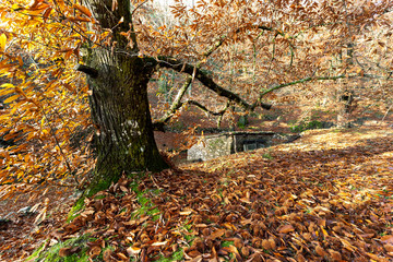Castaños en otoño en la Sierra de Gredos. Casillas. Avila. España. Europa.