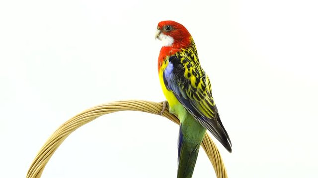 Rosella parrot rotates along the camera isolated on white screen