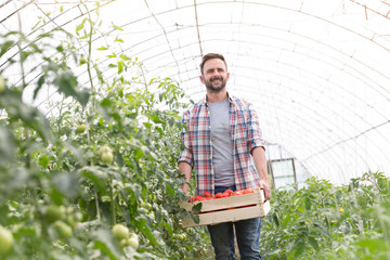 Mid adult farmer with tomatoes in crate walking at greenhouse