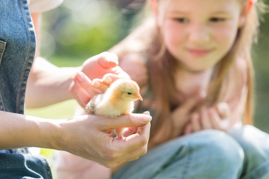 Woman holding small chick by daughter at farm