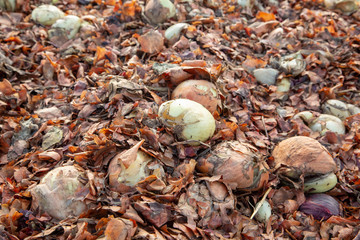 Zwiebel Gemüseernte Überschuss