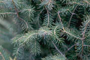 spruce branch early esnou