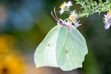 common brimstone butterfly - Gonepteryx rhamni sucks with its trunk nectar from a blossom