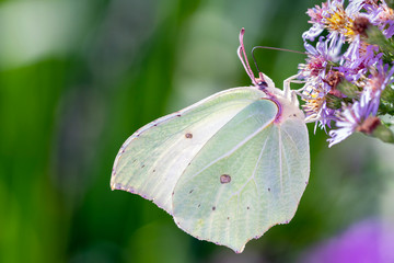 common brimstone butterfly - Gonepteryx rhamni sucks with its trunk nectar from a blossom