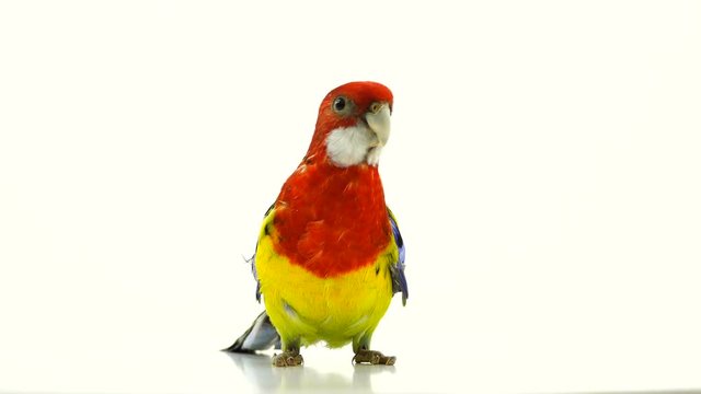Rosella parrot moves around the screen   isolated on white screen