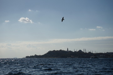 Möwen am Bosporus