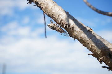 Insekt am Baum