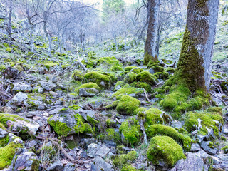 Rocas con musgo entre castaños en otoño en el Valle de Iruelas. Avila. España. Europa.