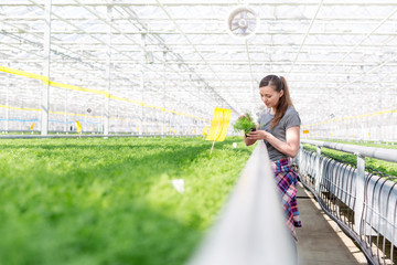 Mid adult female botanist examining herb seedlings in plant nursery