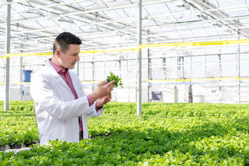 Confident male scientist examining herb in greenhouse