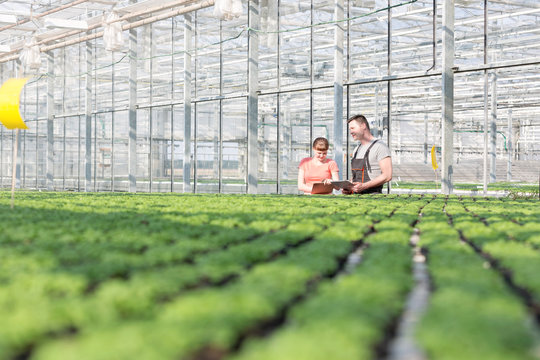 Botanists discussing while standing by herb seedlings in greenhouse