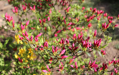 Fototapeta na wymiar Big pink azalea or rhododendron in a organic garden. Season of flowering azaleas . Azaleas are shade tolerant flowering shrubs in genus Rhododendron.
