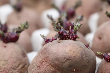 Gekeimte Saatkartoffeln