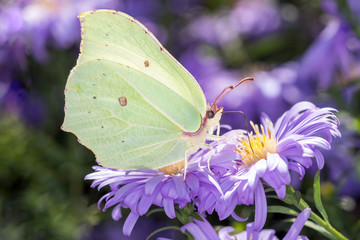 Gonepteryx rhamni - common brimstone butterfly with an aster