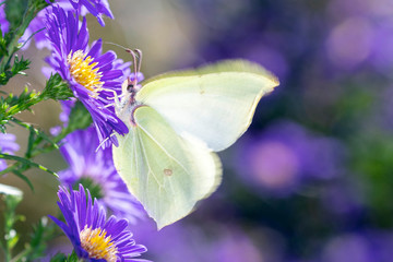 Gonepteryx rhamni - common brimstone butterfly with an aster