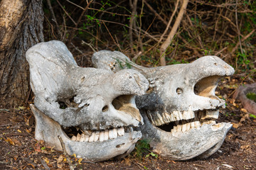 Two massive rhino skulls in the savannah of South Africa