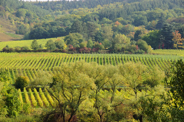 Fototapeta premium herbstliche Weinberge und Wald zwischen Enkirch und Burg an der Mosel 