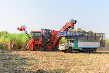 Fototapeta premium harvest the sugarcane by Sugarcane harvester 
