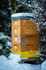 bee hive in winter - bee breeding (Apis mellifera) close up