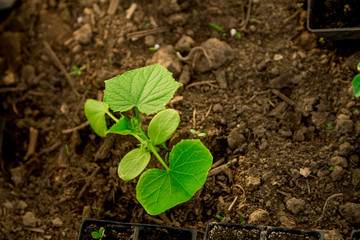 Cucumber seedlings, young sprouts in pots as new life concept