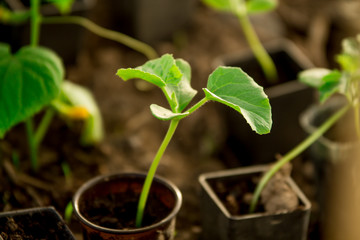 Cucumber seedlings, young sprouts in pots as new life concept