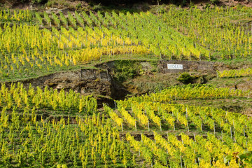 Fototapeta premium steile Reiler Weinlagen Mullay-Hofberg an der Mosel 
