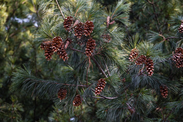 Cones on a coniferous tree