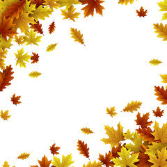 Autumn background with maple and oak leaves