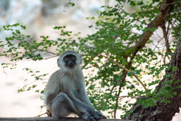 Naklejka na ściany i meble A young and curious African Vervet Monkey (Chlorocebus pygerythrus) is sitting on a rail of a safari lodge South Africa