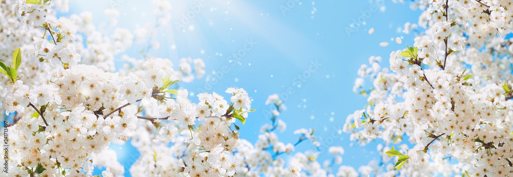 Poster branches of blossoming cherry macro with soft focus on gentle light blue sky background in sunlight 