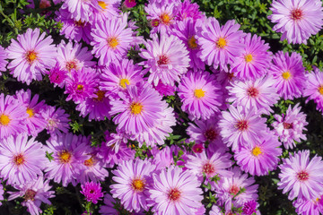 Pink aster flowers in the garden