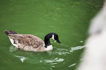 duck with black head floats in water