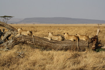 Lions in Serengeti National Park