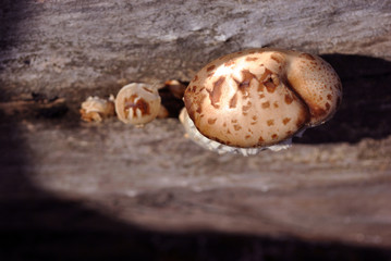 Large white mushroom fungus growing in gray tree trunk in forest, top view