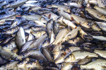 Young carp fish from a fish farm in a barrel are transported for release into the reservoir