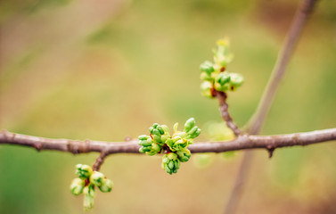 spring buds on trees