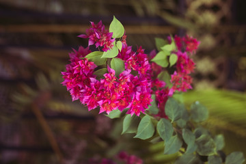 Obraz premium Bougainvillea Flower Pink