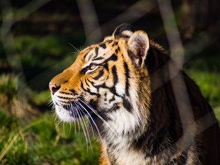 Tigers at London Zoo