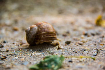 snail is one of the slowest creatures