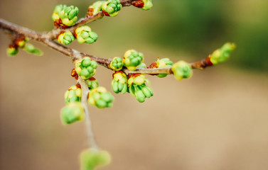 spring buds on trees