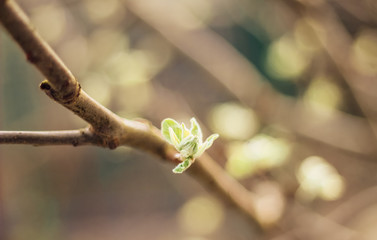 spring buds on trees
