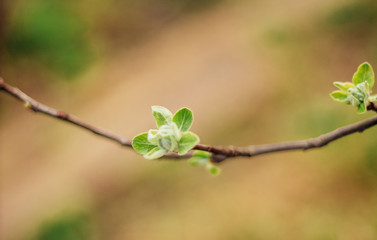 spring buds on trees