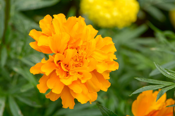 Yellow flowers background with soft focus.