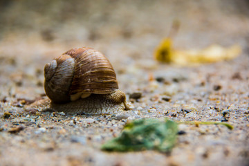 snail is one of the slowest creatures
