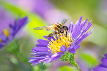 Helophilus trivittatus - large Tiger Hoverfly with an aster
