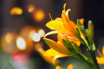 Yellow lilies on a background of lights