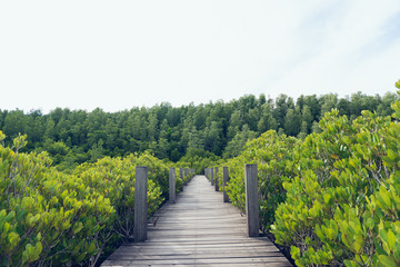 mangrove forest (Ceriops decandra) Also known as the Golden Meadow Prong destinations of Rayong, Thailand is a natural shoreline.